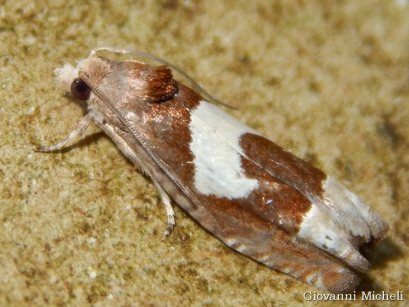 Epiblema foenella Tortricidae